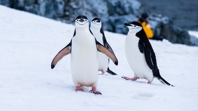 白天在冰雪覆盖的田野上的企鹅